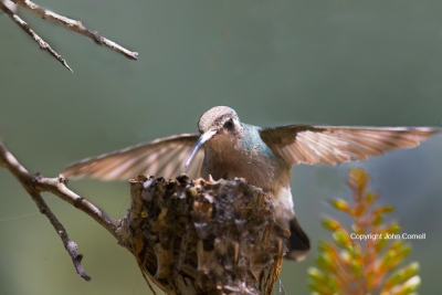 Broad-billed-Hummingbird;Cynanthus-latirostris;Feeding-Behavior;Nest;aerie;chick